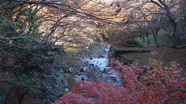 momiji4