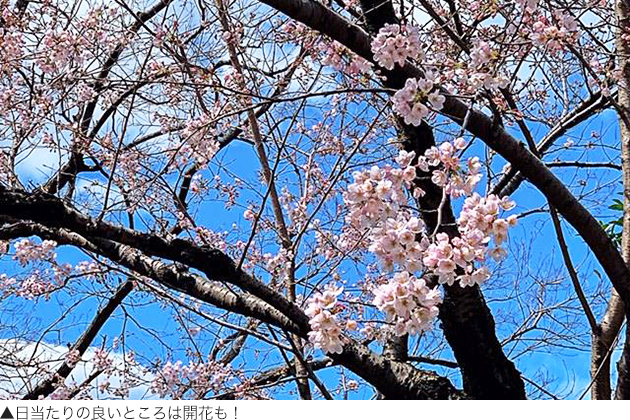 日当たりの良いところは開花も！