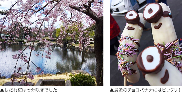しだれ桜は七部咲きでした、最近のチョコバナナにはビックリ！